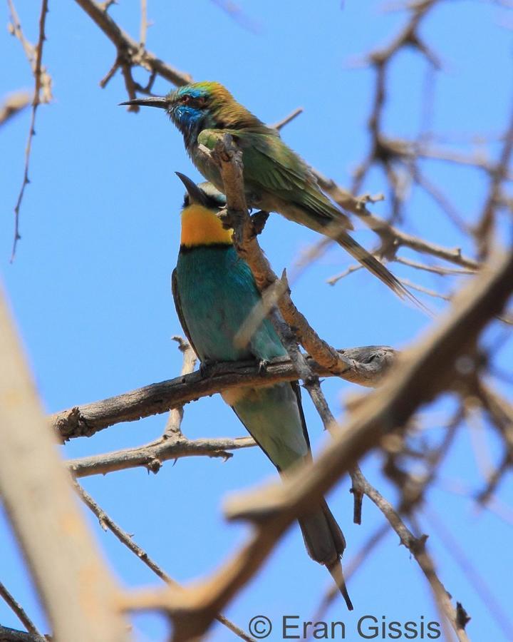 Jordan Valley Birding Lodge Kefar Ruppin Eksteriør billede