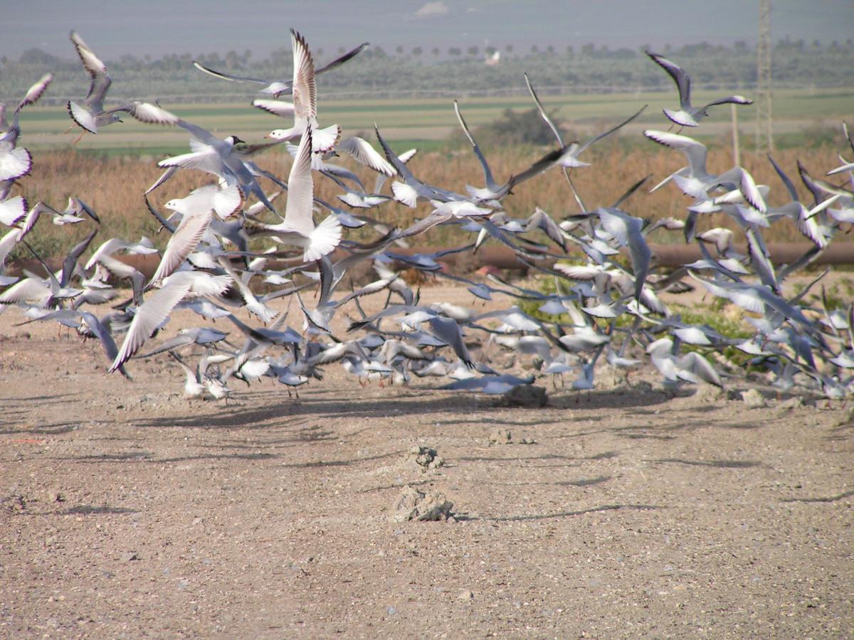Jordan Valley Birding Lodge Kefar Ruppin Eksteriør billede